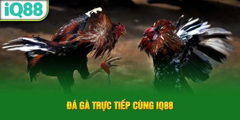 da-ga-truc-tiep-cung-iq88_14_11zon_74_11zon