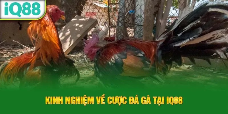 kinh-nghiem-ve-cuoc-da-ga-tai-iq88_21_11zon_10_11zon