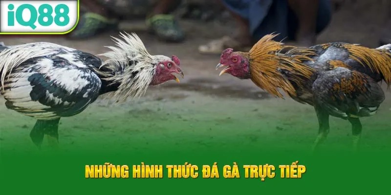 nhung-hinh-thuc-da-ga-truc-tiep_30_11zon_27_11zon