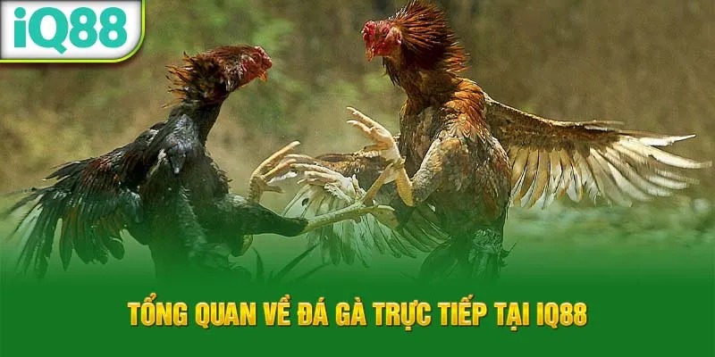tong-quan-ve-da-ga-truc-tiep-tai-iq88_38_11zon_43_11zon